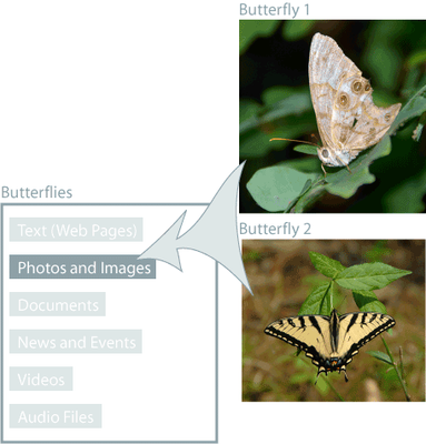butterflies_folder.png